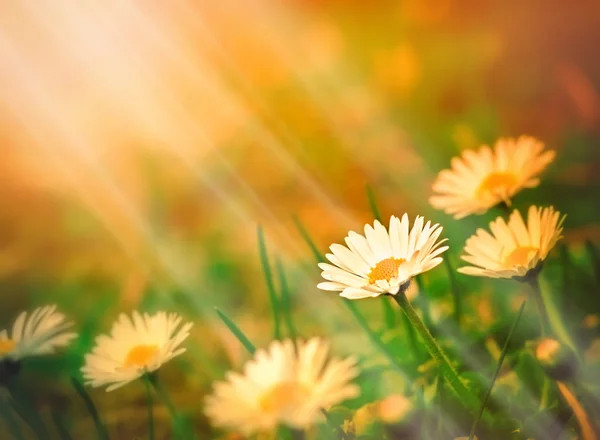 Daisy (sprig daisy) illuminated by sunlight — Stock Photo, Image