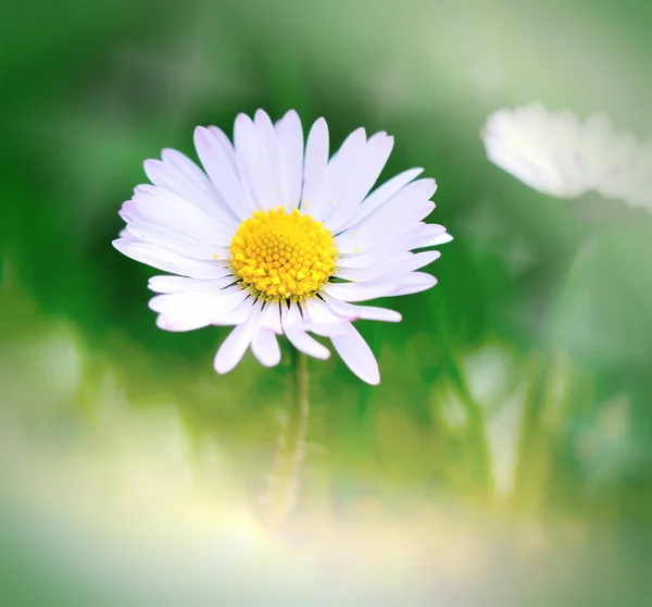 Daisy (sprig daisy) illuminated by sunlight — Stock Photo, Image