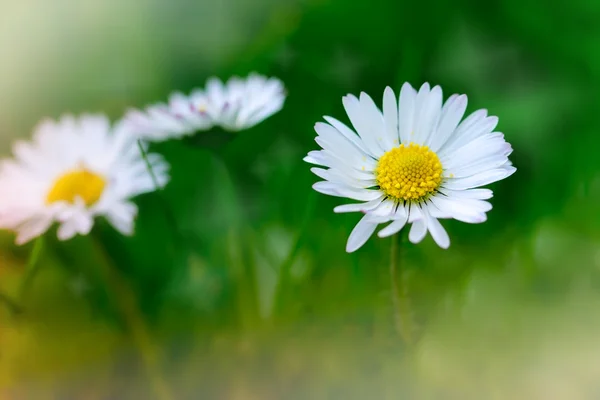 Daisy (sprig daisy) illuminated by sunlight — Stock Photo, Image