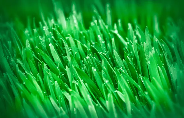 Herbe de printemps - jeune blé vert — Photo