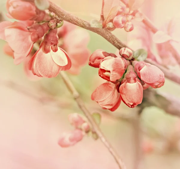 Flowering in spring - Budding bud - Flowering fruit tree — Stock Photo, Image