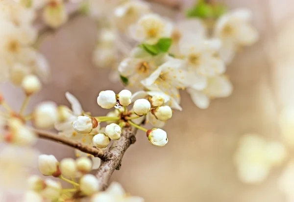 Flowering in spring - Budding bud - Flowering fruit tree — Stock Photo, Image