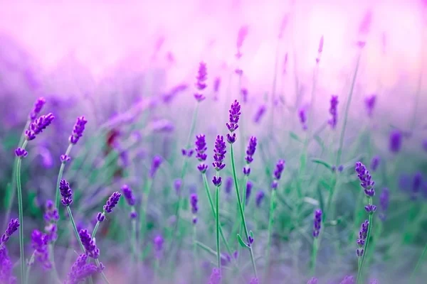 Weicher Fokus auf Lavendel — Stockfoto