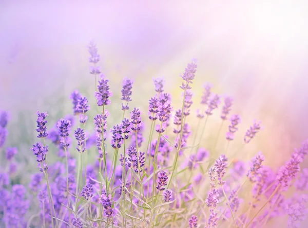 Soft focus on lavender