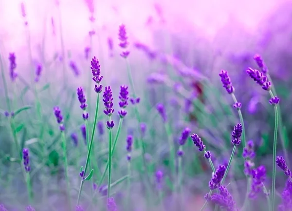 Soft focus on lavender — Stock Photo, Image