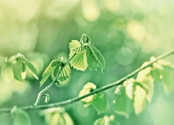 Hojas de primavera — Foto de Stock