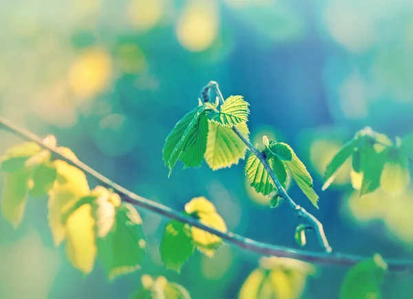 Folhas de primavera — Fotografia de Stock