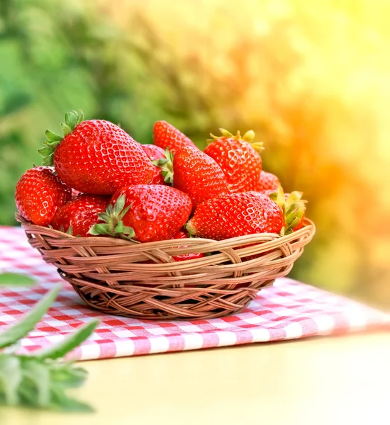 Frische Bio-Erdbeere — Stockfoto