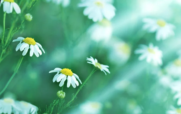 Daisy (sprig daisy) illuminated by sunlight — Stock Photo, Image