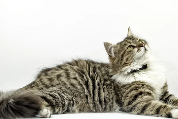 Cat - Maine Coon laying and watching — Stock Photo, Image
