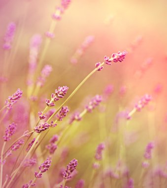 bahçemdeki güzel lavanta