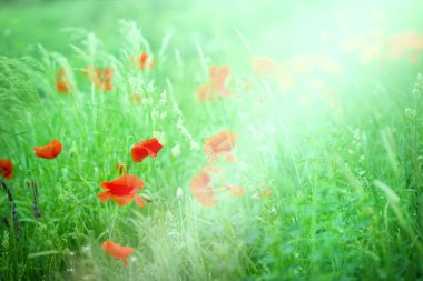 Wilder Mohn Blumen auf einer Wiese