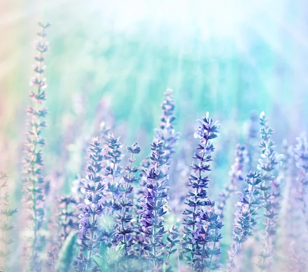 Purple flowers in a meadow — Stock Photo, Image