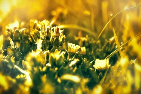 Kleine gelbe Blumen in der Blüte — Stockfoto