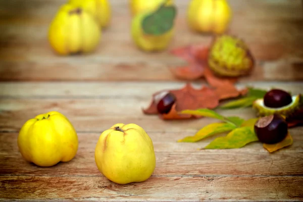 Kweeperen - herfst vruchten — Stockfoto