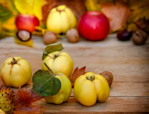 Quinces - Autumn fruits — Stock Photo, Image
