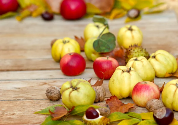 Kvitten - höstens frukter — Stockfoto