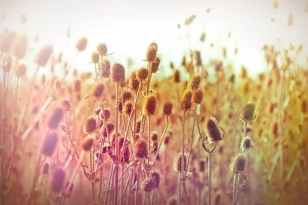 Autumn in a field of thistle - thistle field — Stock Photo, Image