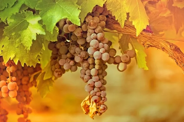 Czerwone winogrona - fioletowy winogron — Zdjęcie stockowe