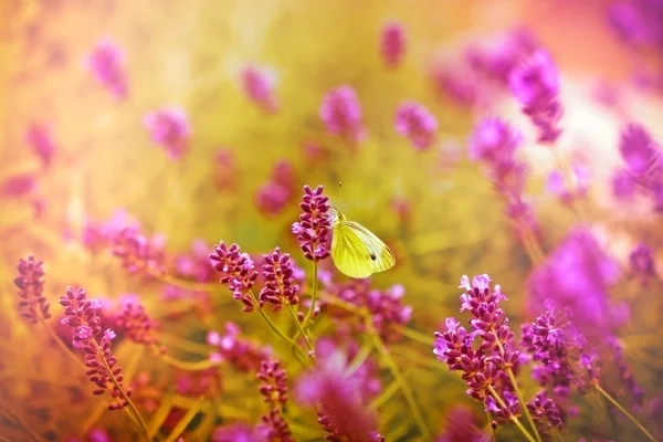 Butterfly on lavender — Stock Photo, Image