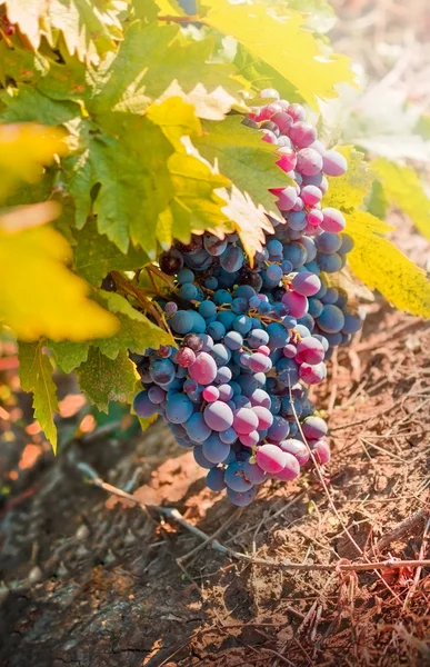 Červené hrozny - purpurové hrozny — Stock fotografie