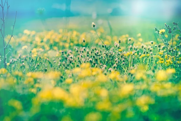 Wild meadow flowers - yellow flowers — Stock Photo, Image