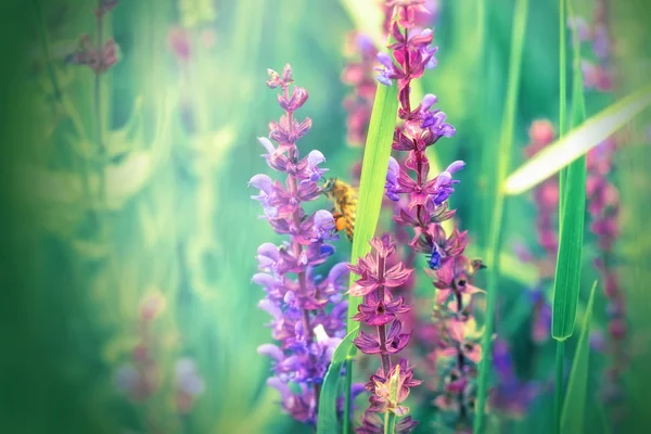 La abeja - la abeja sobre la flor púrpura — Foto de Stock