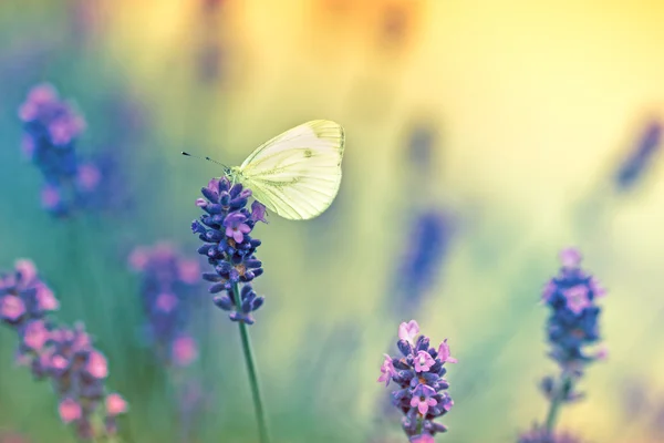 Butterfly on lavender — Stock Photo, Image