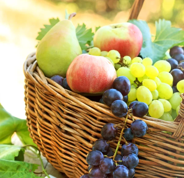 Čerstvé bio - podzimní plody v proutěném koši — Stock fotografie
