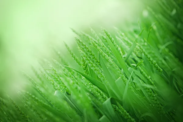 Молодое пшеничное поле - зеленая пшеница — стоковое фото
