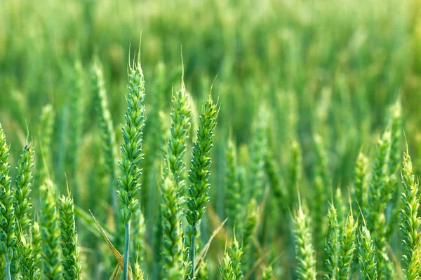 若い小麦のフィールド - 緑の小麦 — ストック写真