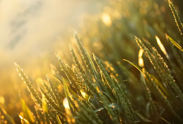 Raios do sol poente no campo de trigo — Fotografia de Stock