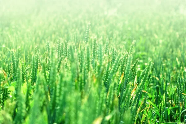 Campo de trigo jovem - trigo verde — Fotografia de Stock