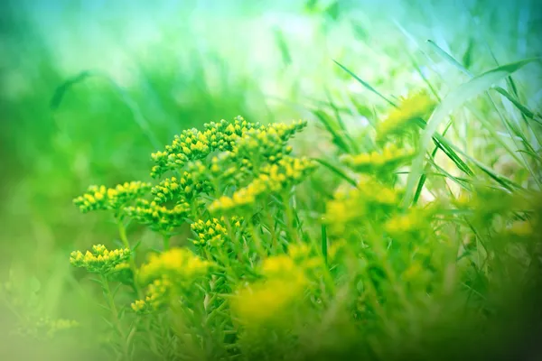 Pequeña flor del prado amarillo — Foto de Stock