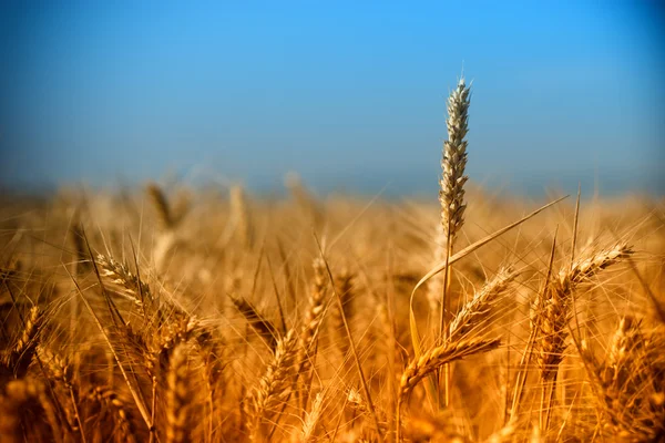 Los rayos del sol poniente en el campo de trigo — Foto de Stock