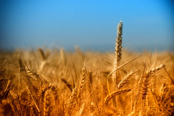 Strahlen der untergehenden Sonne auf dem Weizenfeld — Stockfoto