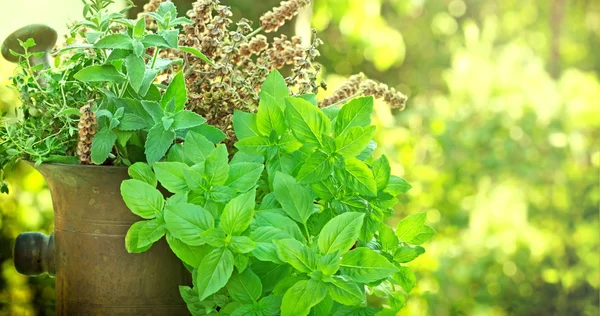 Rempah-rempah - segar dan kering (herbal ) — Stok Foto