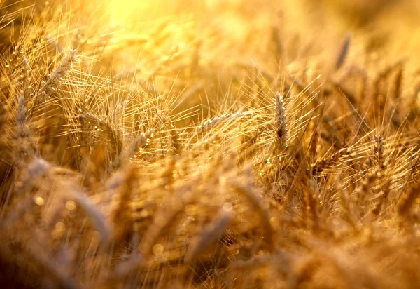 Strahlen der untergehenden Sonne auf dem Weizenfeld — Stockfoto