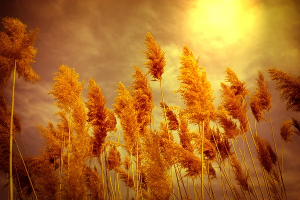 Torr reed - sockerrör och solljus — Stockfoto