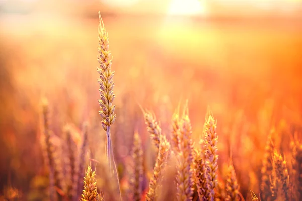 Los rayos del sol poniente en el campo de trigo — Foto de Stock