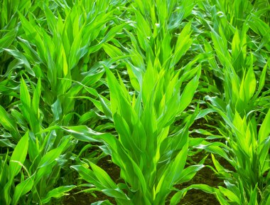 Genç mısır tarlası