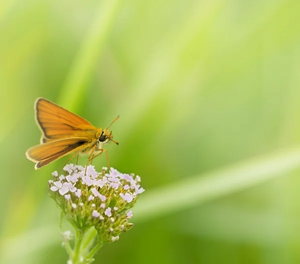 Bella piccola farfalla gialla — Foto Stock