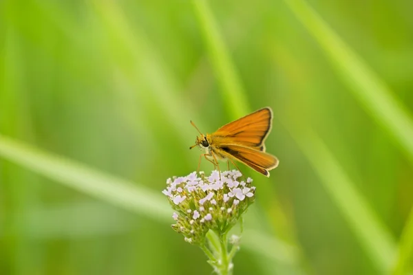 Bella piccola farfalla gialla — Foto Stock