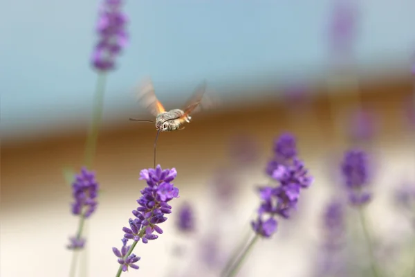 Farfalla che vola come un colibrì — Foto Stock