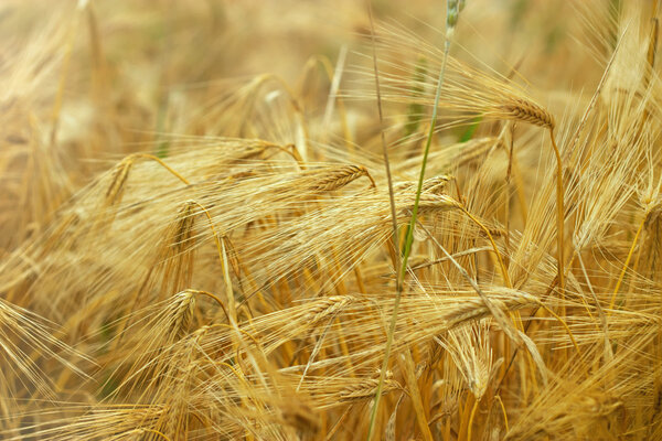 Пришло время убрать урожай с полей
