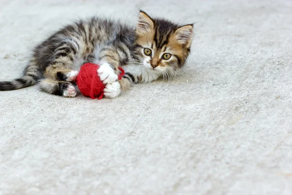 漂亮的小猫缅因库恩 — 图库照片