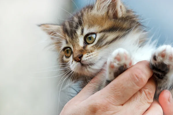 Schöner Kitty Maine Coon — Stockfoto