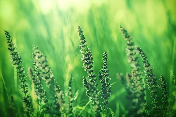 Wild green flowers in a meadow — Stock Photo, Image