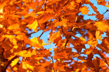 sonbahar yaprakları - meşe yaprakları