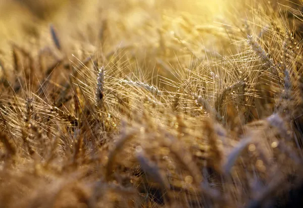 Луч заходящего солнца освещает поле пшеницы — стоковое фото